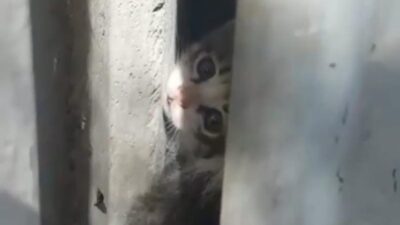 Bursa’da duvara sıkışan kesinin imdadına itfaiye yetişti!