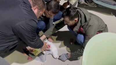 Bursa’da misinaya dolanan martıyı böyle hayata döndürdüler