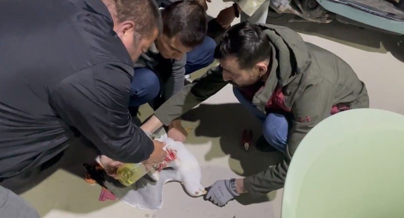 Bursa’da misinaya dolanan martıyı böyle hayata döndürdüler