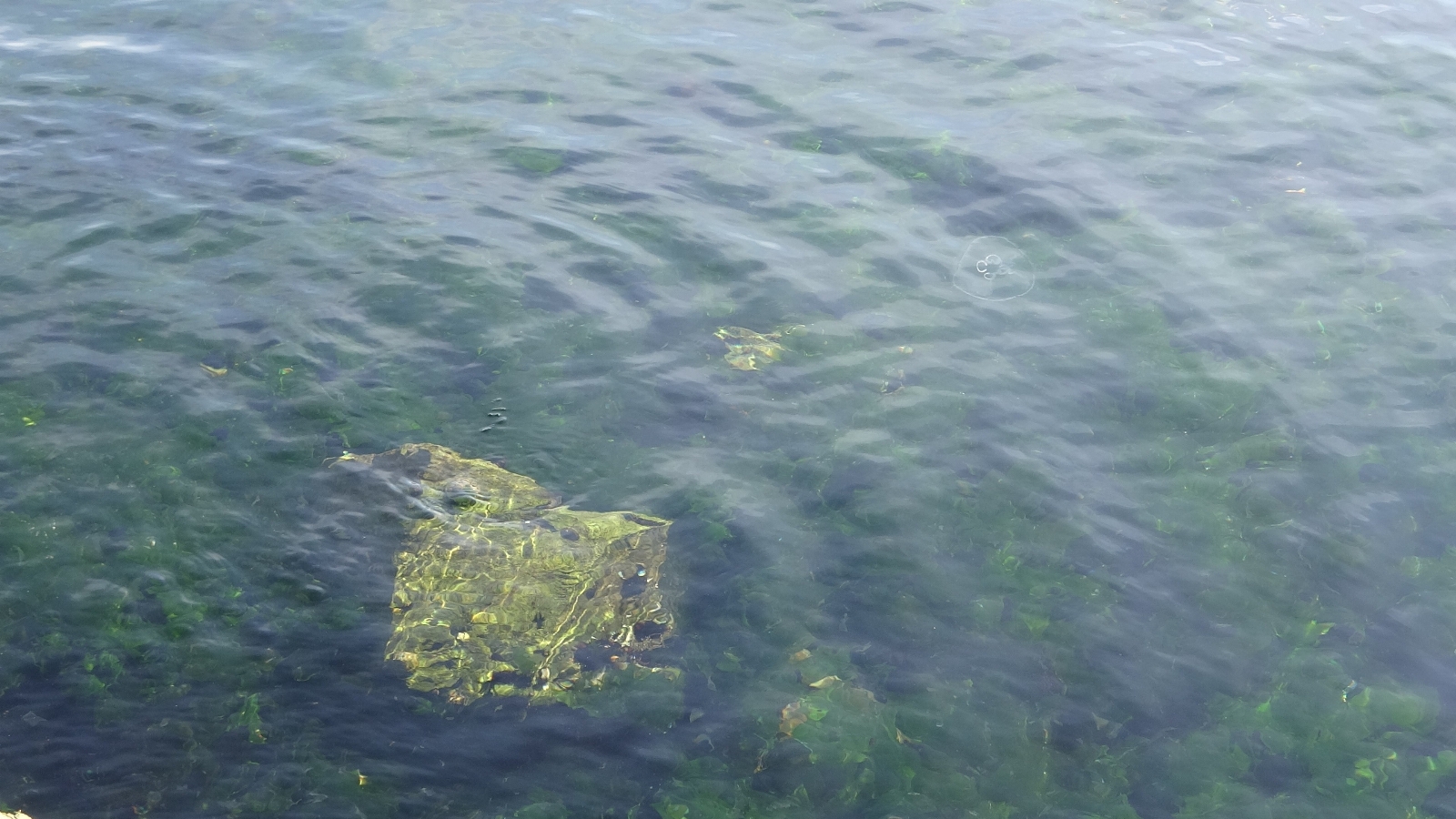 Müsilaj sona erdi, denizi oltacılar doldurdu