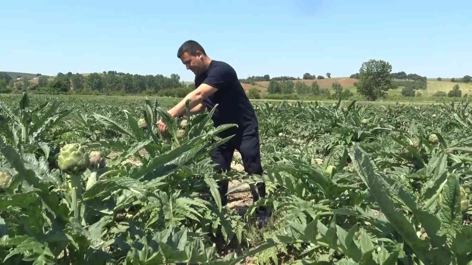 Bursa’nın tescilli ürününde hasat zamanı! Bu yıl kaça satılacak?