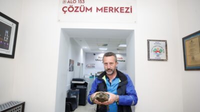Şehir trafiğinde mahsur kalan kaplumbağaya belediye sahip çıktı