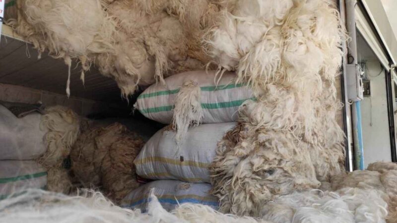 TİGEM istihsali tahmini 25.000 Kg Karacabey Merinosu, Tahirova ve Kıvırcık