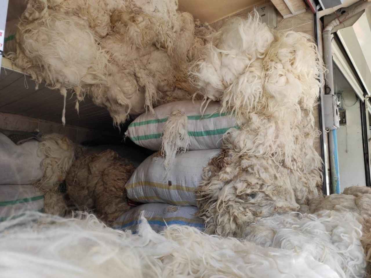 TİGEM’den satılık yapağı!