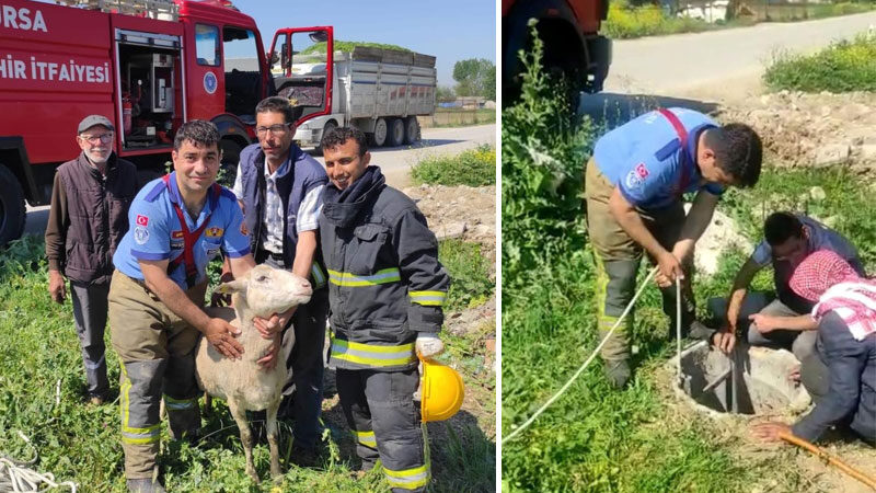 Bursa’nın Yenişehir ilçesinde kapağı hırsızlar tarafından çalınan rögara düşen küçükbaş