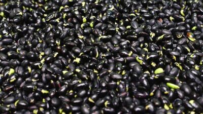 Sır çözüldü! Her gün bir tane yiyorlar…