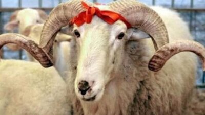 Özdilek Bursa’da kurbanlık koç satışları başladı!