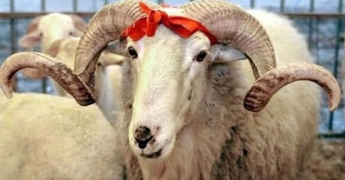 Özdilek Bursa’da kurbanlık koç satışları başladı!