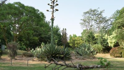 Toprak Dede’nin çiçeği 40 yıl sonra açtı