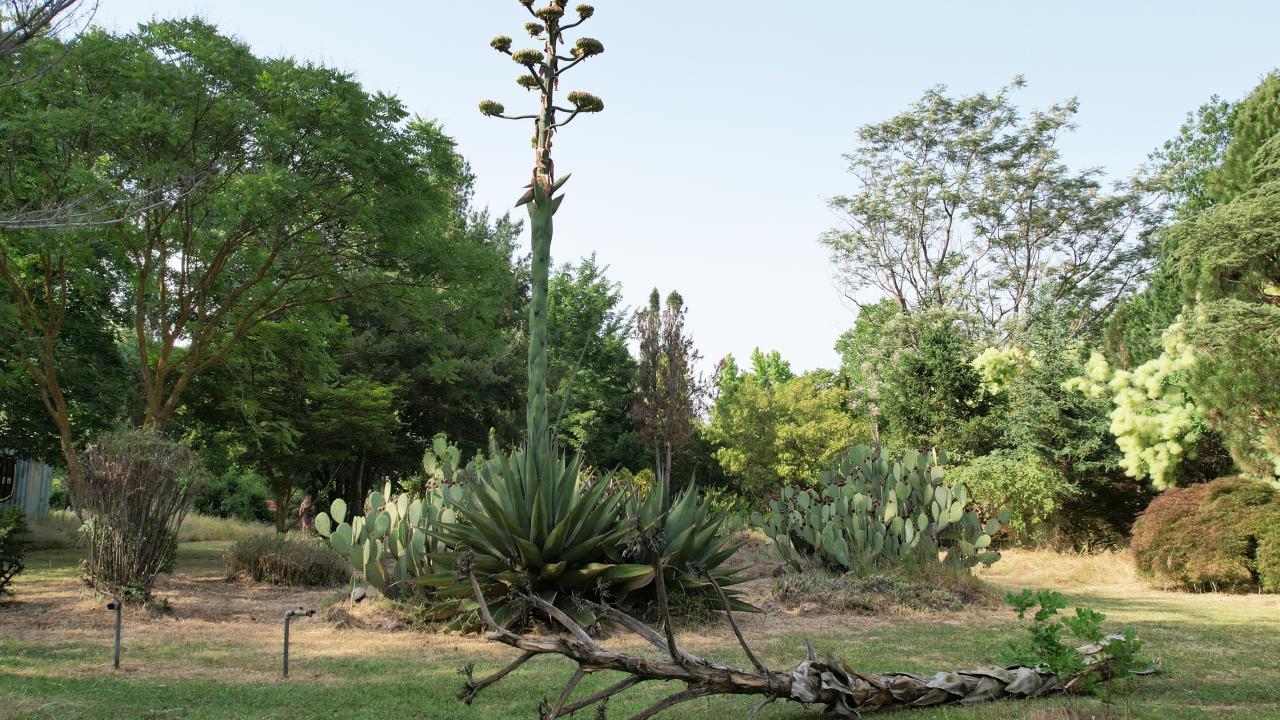 Toprak Dede’nin çiçeği 40 yıl sonra açtı