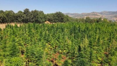 6 milyon kök kenevir ele geçirildi