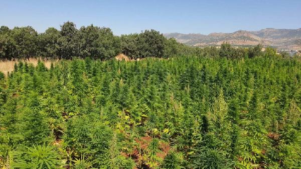 6 milyon kök kenevir ele geçirildi