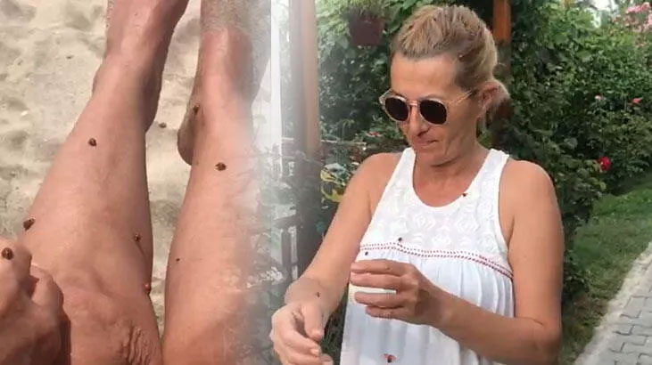 Uğur böceği istilası Uğur böceği istilası