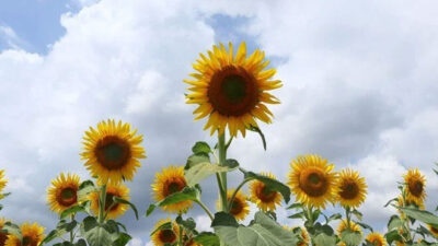 9 üründe gümrük vergisi sıfırlandı!