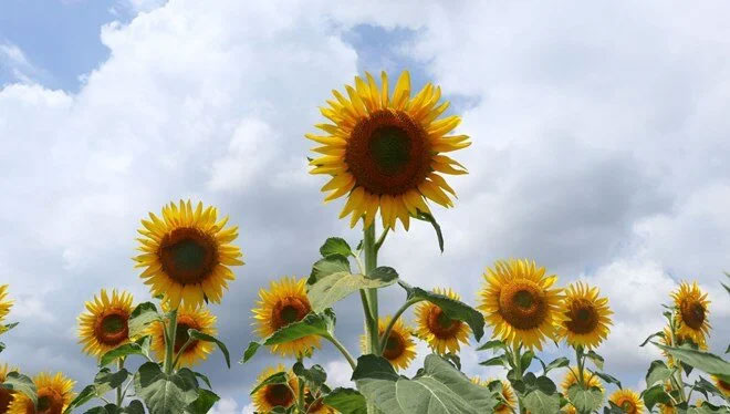 9 üründe gümrük vergisi sıfırlandı! 9 üründe gümrük vergisi sıfırlandı!