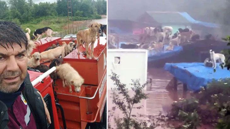 Bartın’da Selde ölen 56 köpek için 434 bin lira ceza Bartın’da Selde ölen 56 köpek için 434 bin lira ceza