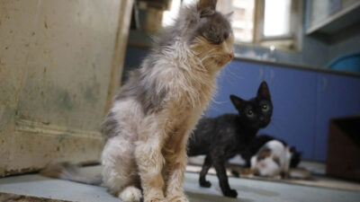 Kedilerde salgın iddiası; 4 ayda 700 kedi hayatını kaybetti