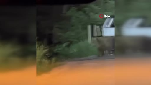 Görüntüler Bursa’dan! Aç kalan ayılar…