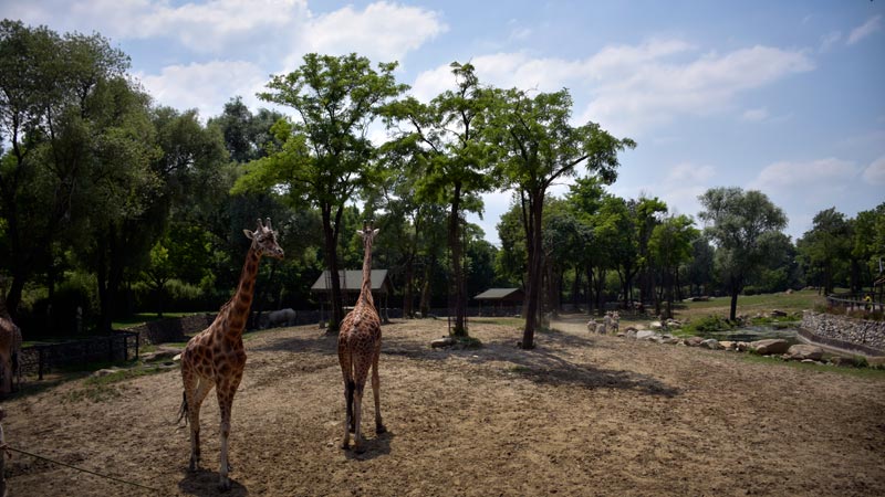 Bursa Hayvanat Bahçesi’nin Afrikalı sakinleri