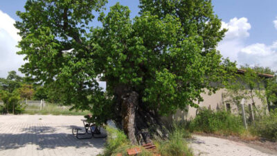 Bursa’daki bu ağaç bin yaşında