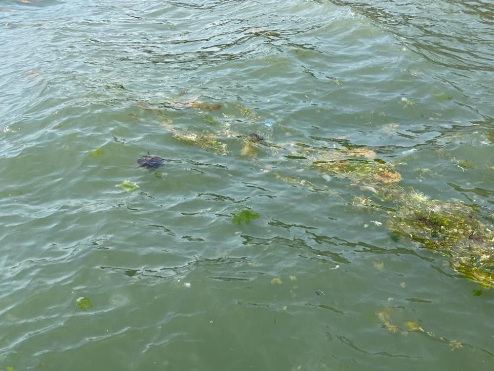 Gemlik kıyılarında görüldü! Uzmanlardan önemli uyarı