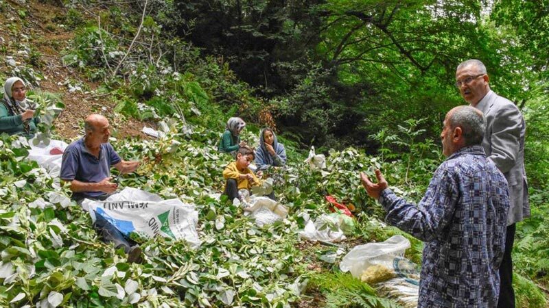 Bursa’nın Karacabey ilçesinde dünyaca ünlü ıhlamur ormanlarında ıhlamur hasadı başladı.