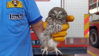 Bursa’da yavru baykuşu itfaiye kurtardı