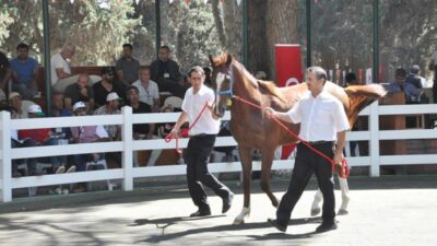 Bursa’da 50 tayın satışından 5 milyon liralık gelir