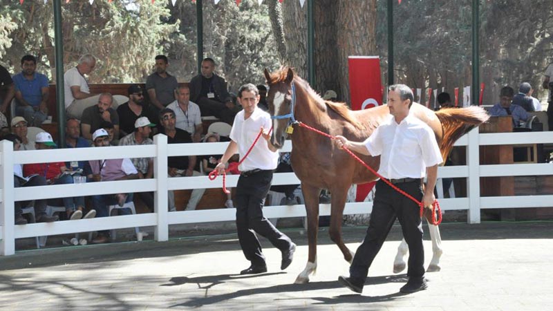 Bursa’da 50 tayın satışından 5 milyon liralık gelir