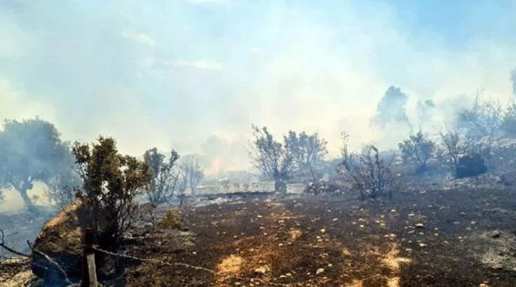 Bodrum’da orman yangını Bodrum’da orman yangını