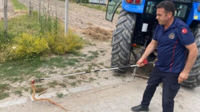 Kırmızı yılan paniği! Traktörde burun buruna geldi