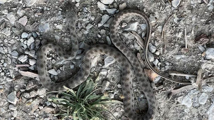 Şırnak’ta görüldü! Uzman isimden yılan türü uyarısı