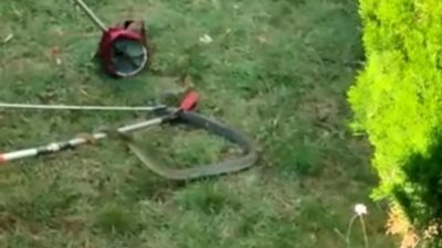 Bursa’da büyük panik! Site bahçesinde 1.5 metre boyunda yılan…