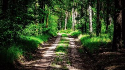 Orman yollarında üst yapı işleri yaptırılacak