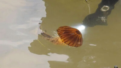 Marmara’da bir kez daha görüldü! Türünün en tehlikelisi