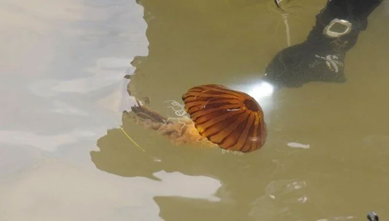 Marmara’da bir kez daha görüldü! Türünün en tehlikelisi