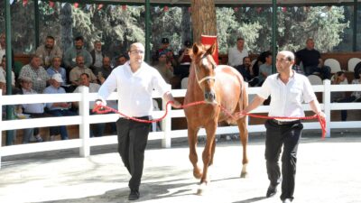 Bursa’da ev fiyatına tay
