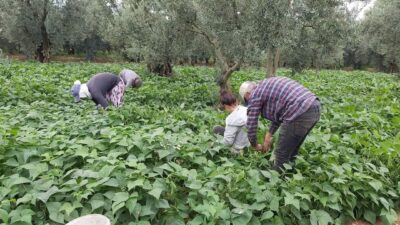 Bursa’da fasulye hasadı başladı