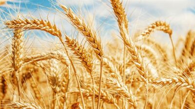 Gıda fiyatları daha da artabilir