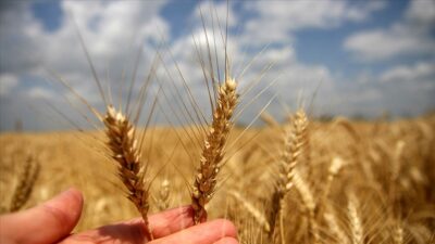 Dünyadaki kıtlığa Bursalı akademisyenden öneri…