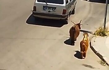 Bursa’da ‘pes dedirten’ olay! Kilometrelerce…