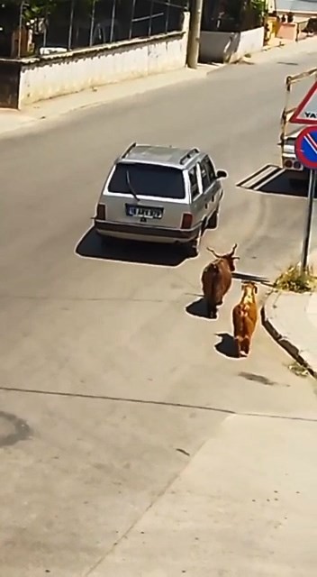 Bursa’da ‘pes dedirten’ olay! Kilometrelerce…