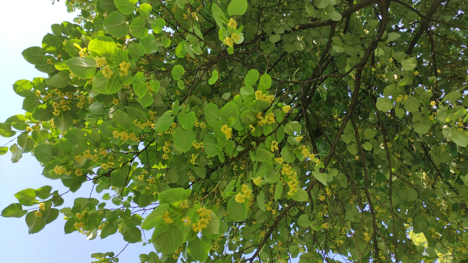 Bursa’da her cadde ve parkta var! Kilosu yüzlerce lira… Bursa’da her cadde ve parkta var! Kilosu yüzlerce lira…