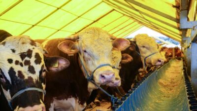 Diyanet’ten kredi kartıyla kurban alımında faiz uyarısı