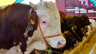 Kızılay 2022 kurban bedellerini açıkladı