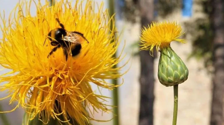 Bu çiçeği koparan yandı! Cezası 109 bin TL