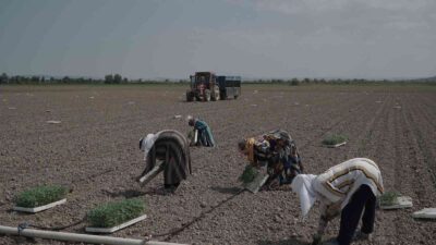 Mustafakemalpaşa’da 280 bin ton salçalık domates ekimi başladı