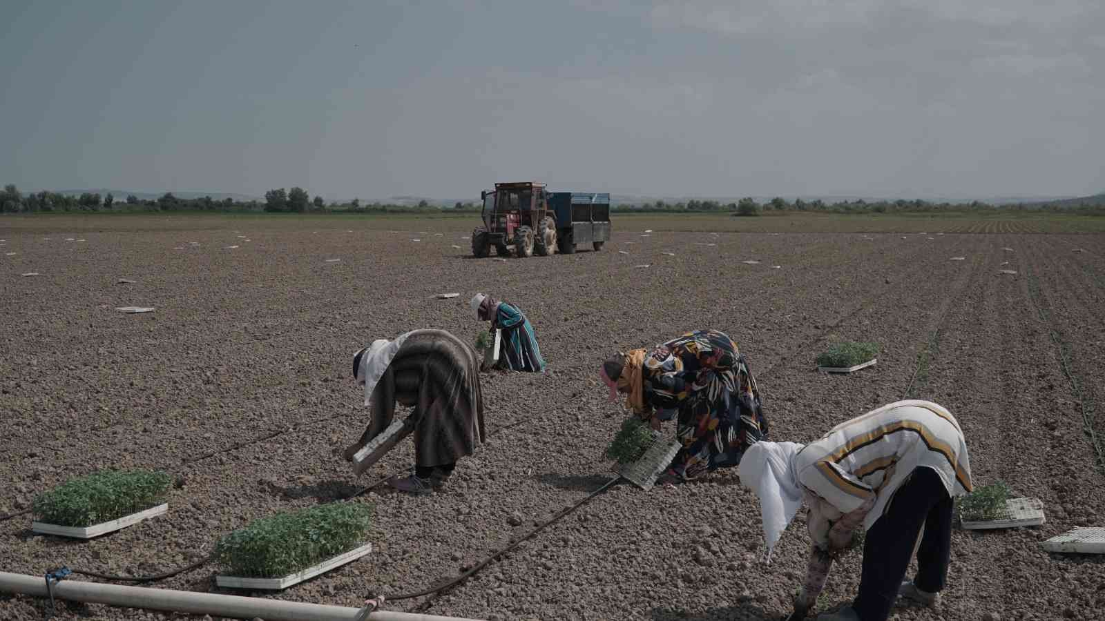 Mustafakemalpaşa’da 280 bin ton salçalık domates ekimi başladı Mustafakemalpaşa’da 280 bin ton salçalık domates ekimi başladı