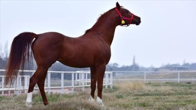 Bursa’da satılık 60 baş Safkan Arap tayı…