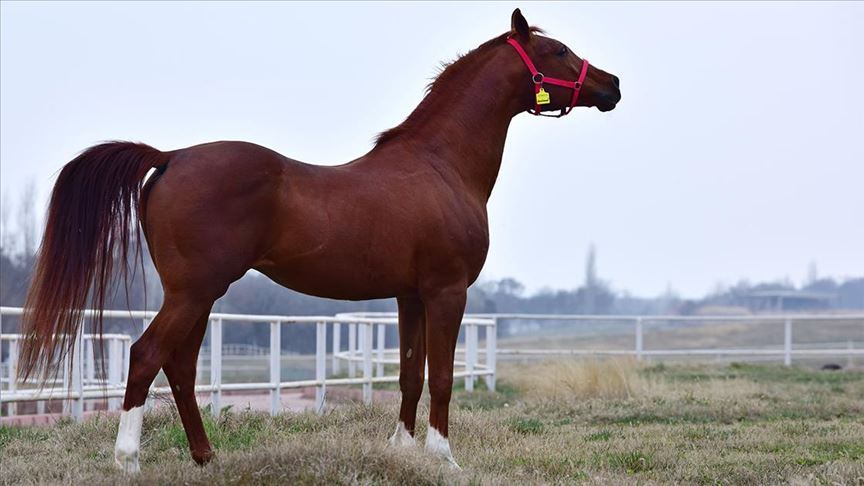 Bursa’da satılık 60 baş Safkan Arap tayı…